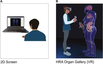 The HRA Organ Gallery affords immersive superpowers for building and exploring the Human Reference Atlas with virtual reality